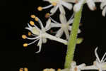 Coastal false asphodel